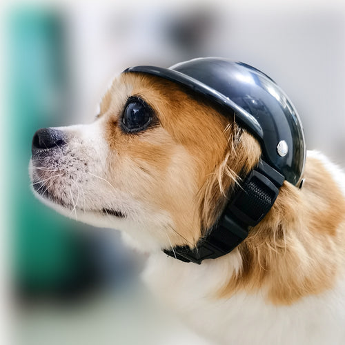 Cute Pet Helmet for Safe & Stylish Rides